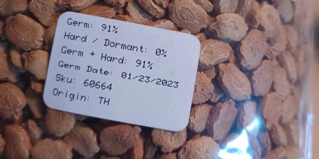 15+ Bitter Gourd seeds Bitter melon Seeds-Tai Gue- Asian Vegetable Free Shipping