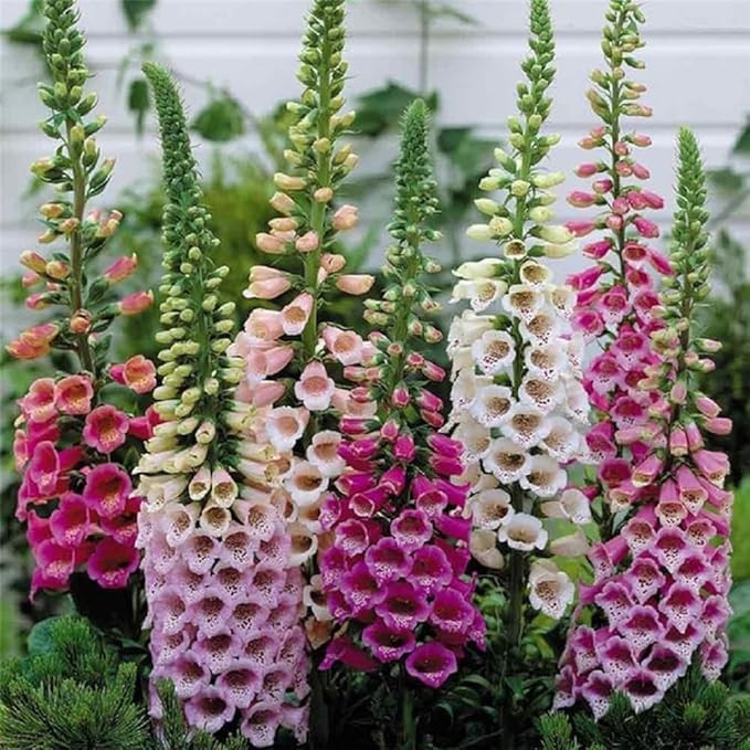 Foxglove Vibrant Mix, Great for Hummingbirds . 1000 Seeds Free Shipping!