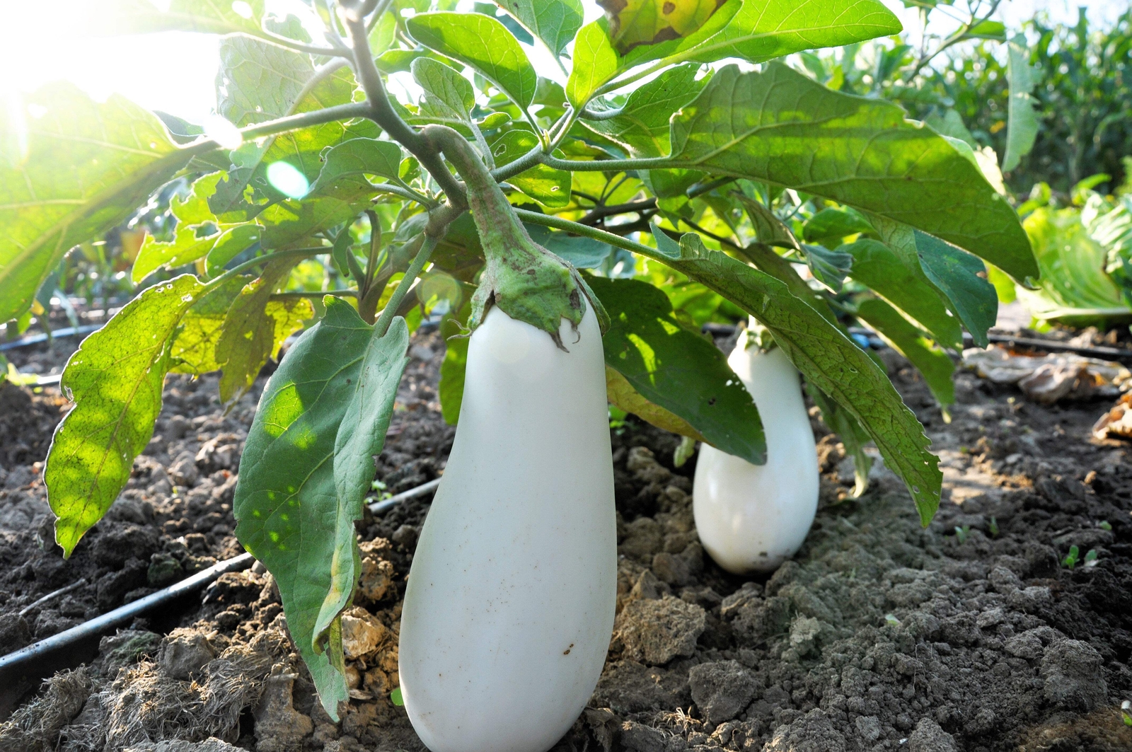 50 CASPER WHITE EGGPLANT Solanum Melongena Fruit / Vegetable Seeds *Combined S/H
