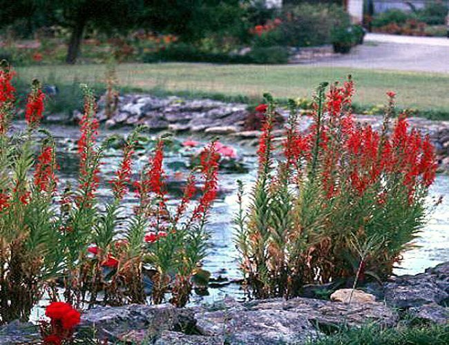 350 Cardinal Flower seeds / Lobelia cardinalis