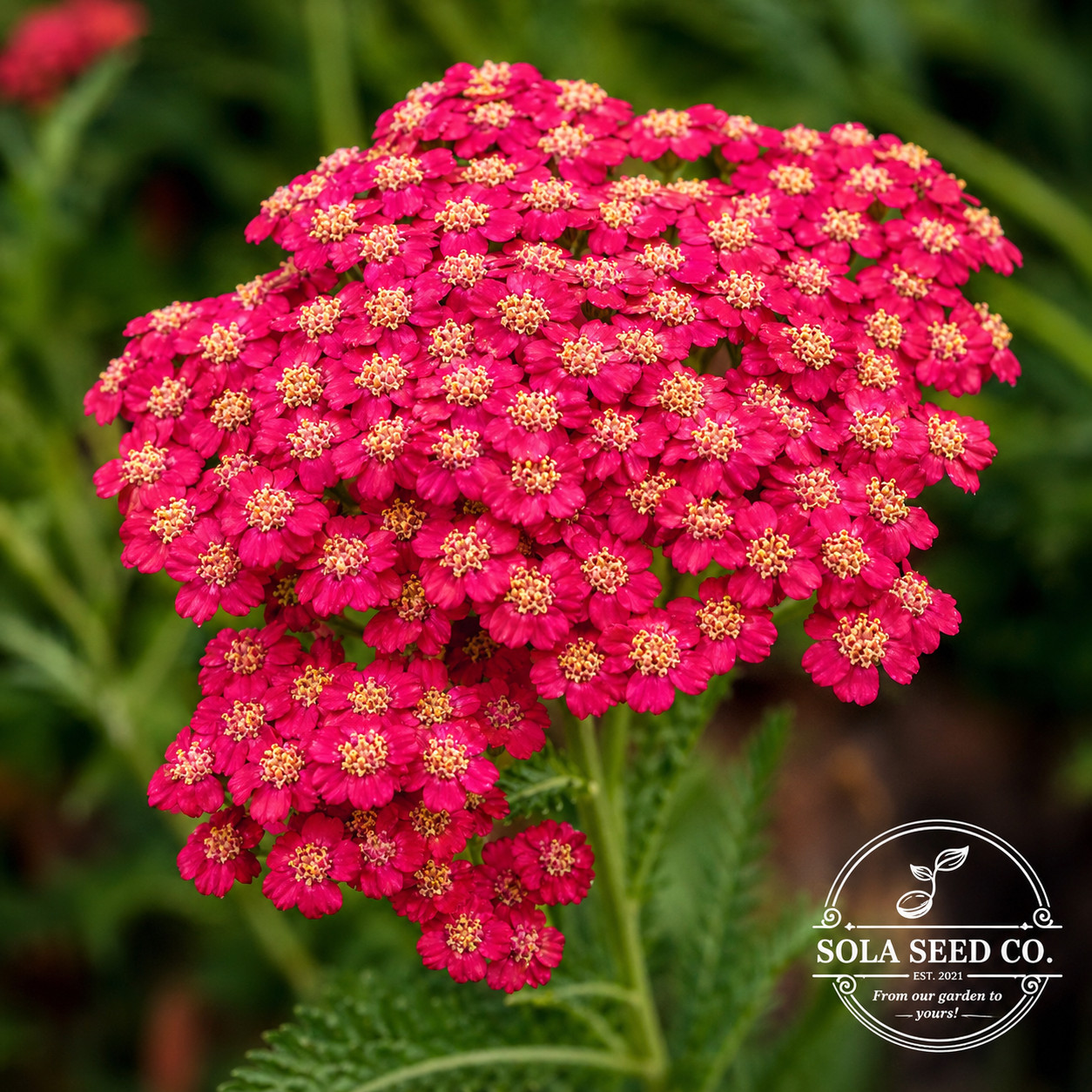 3000 Yarrow Seeds-White-Red-Yellow Trifecta-Pollinator-Medicinal-Xeriscaping USA