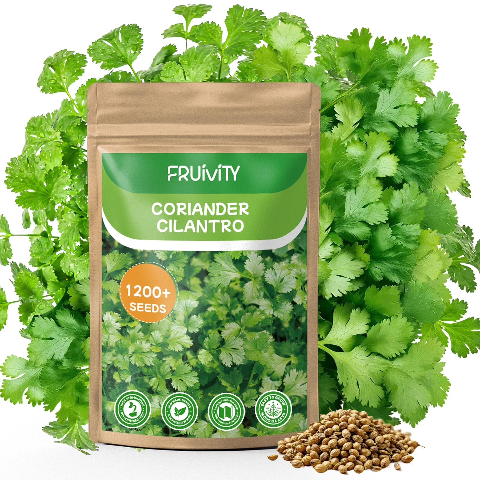 1200+ Cilantro Seeds for Planting Indoor Outdoor – Heirloom Coriander Herbs S…