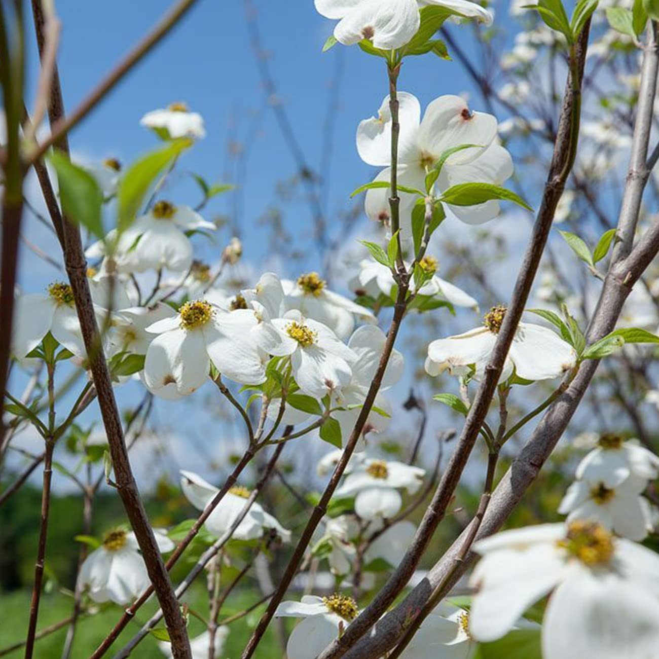 White Flowering Dogwood Tree 4-5ft. Tall Low Maintenance Ornamental Plant Vib…