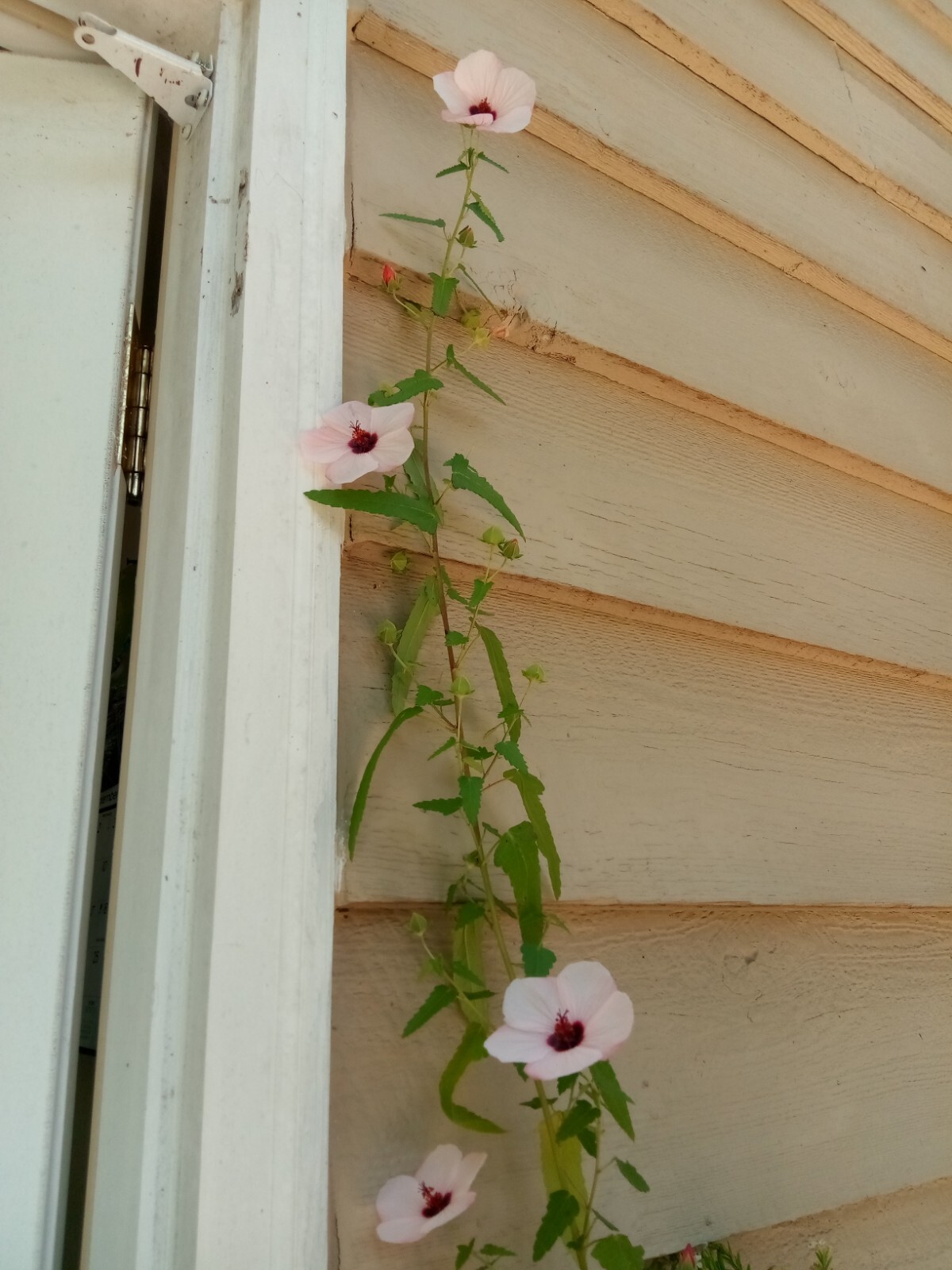25 Light pink Swamp Rose Mallow Hibiscus Seeds.Medium size Flowers.Maroon Center