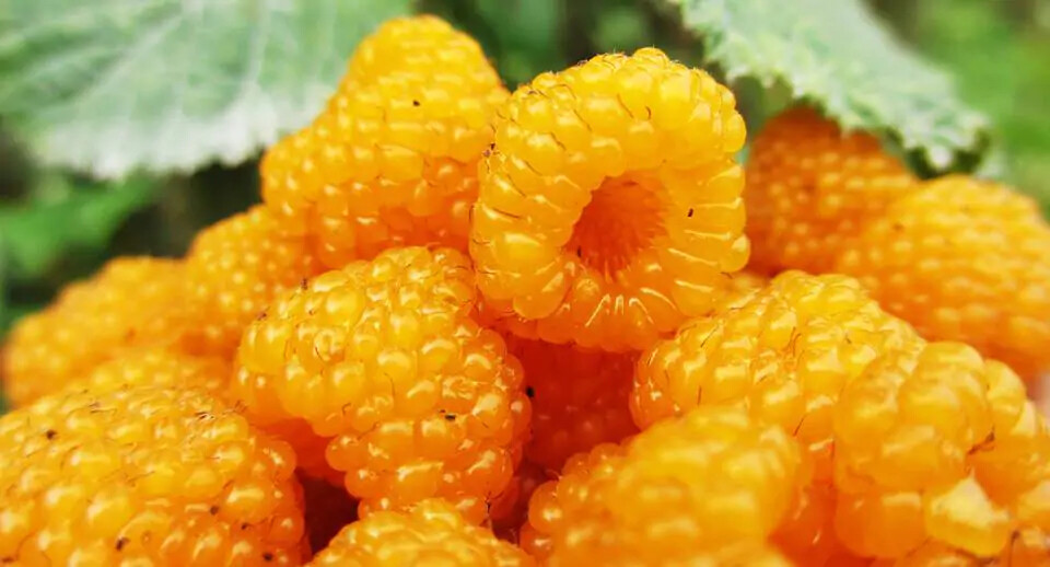 Rubus ellipticus HIMALAYAN GOLDEN RASPBERRY Fruit Seeds