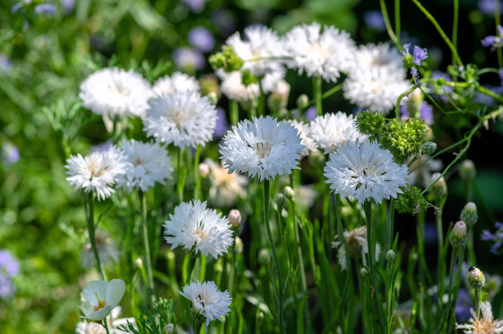 750 White BACHELOR’S BUTTON / CORNFLOWER Centaurea Cyanus Flower Seeds