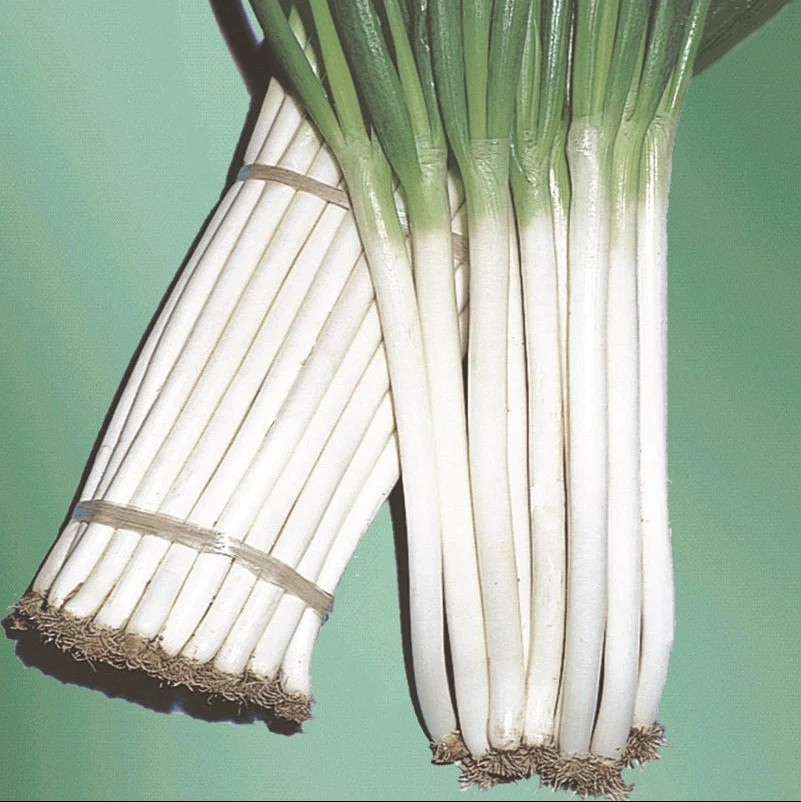 250+ Ishikura Winter Long Onion Seeds — Bunching