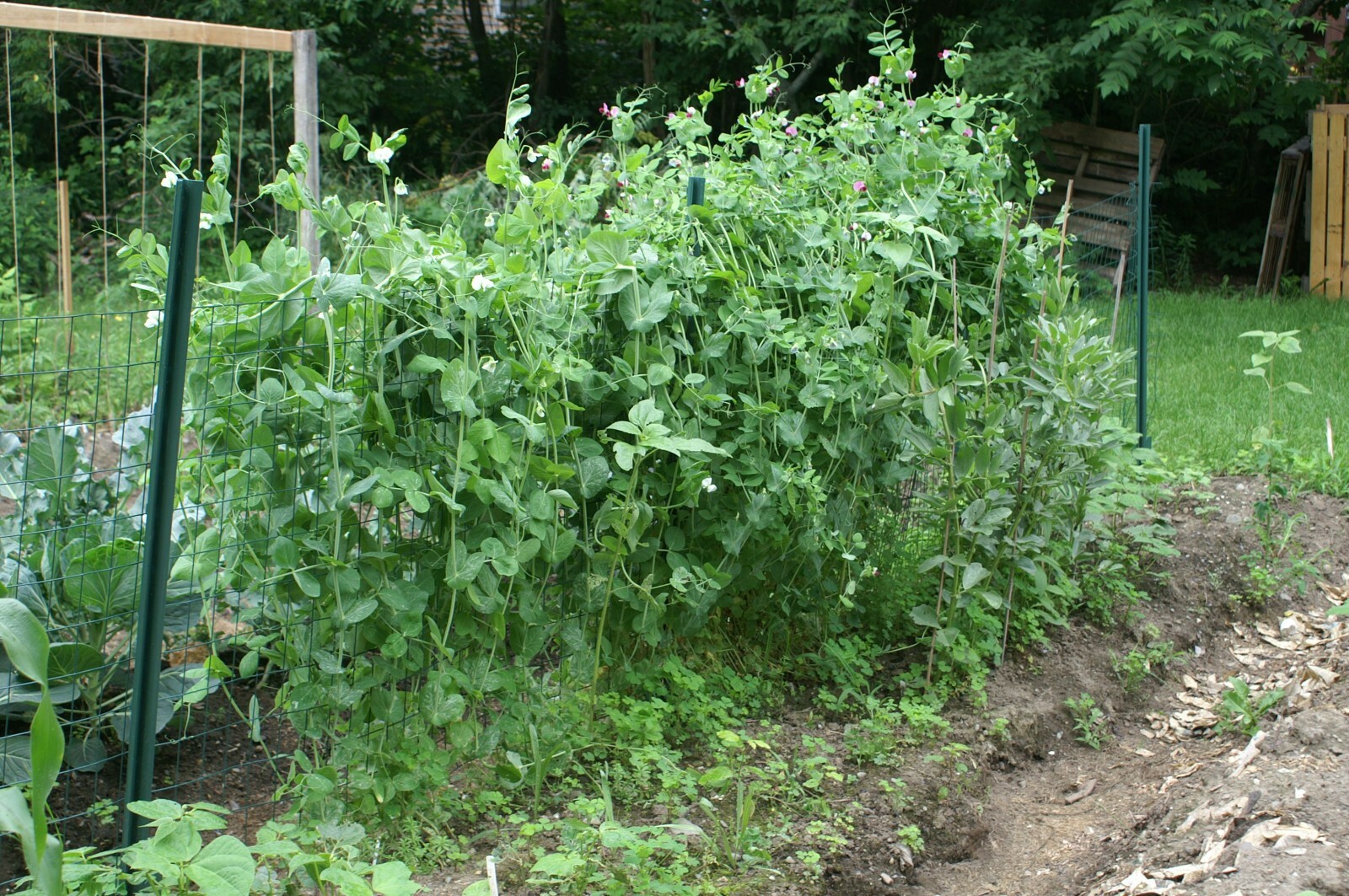 Snow Peas – Dwarf Grey Sugar (Chinese Pea Pod), Pisum sativum (65 Days)