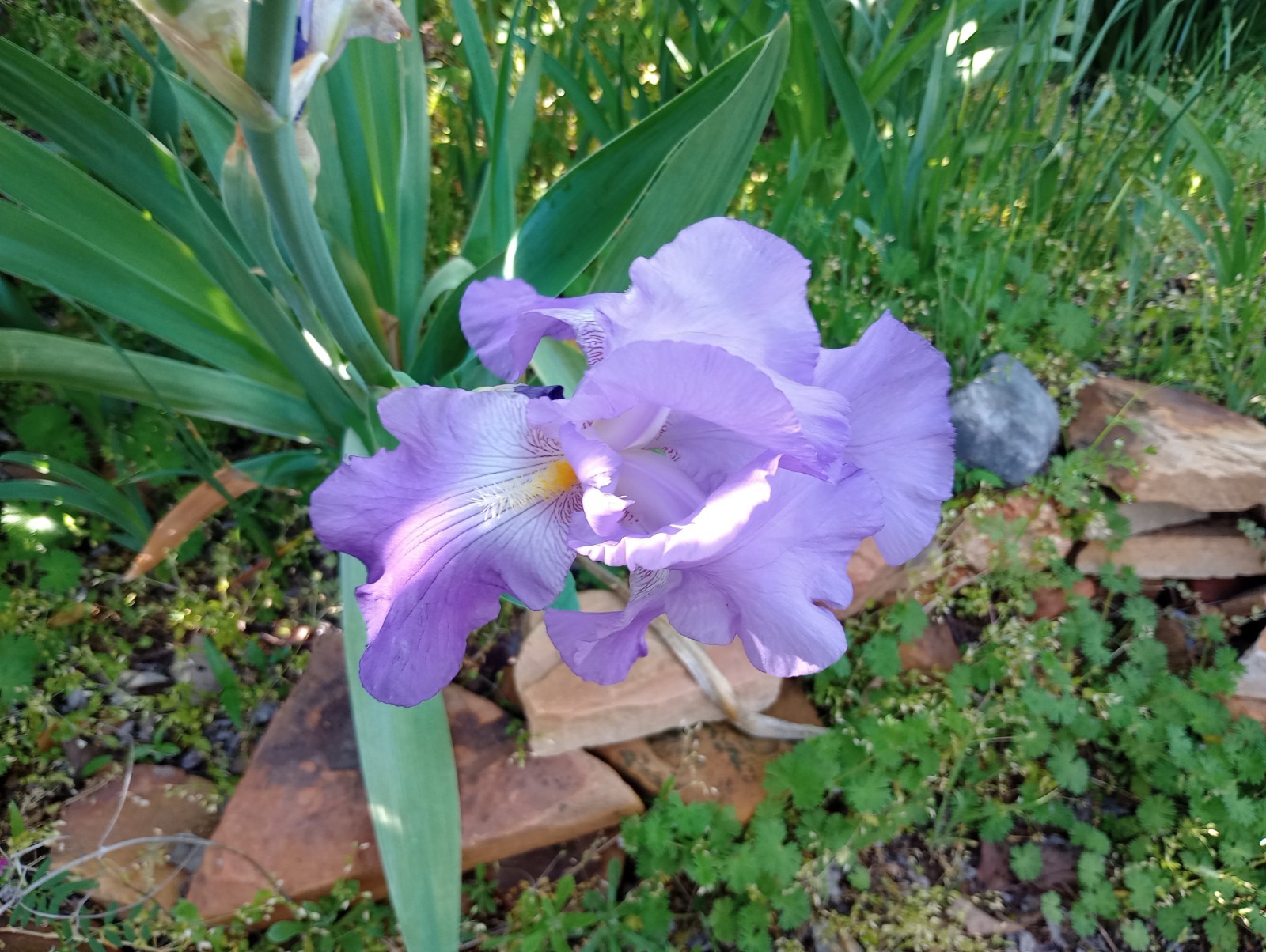 5x MIXED VARIETIES/COLORS BEARDED IRIS Bulbs/Rhizomes FRESH