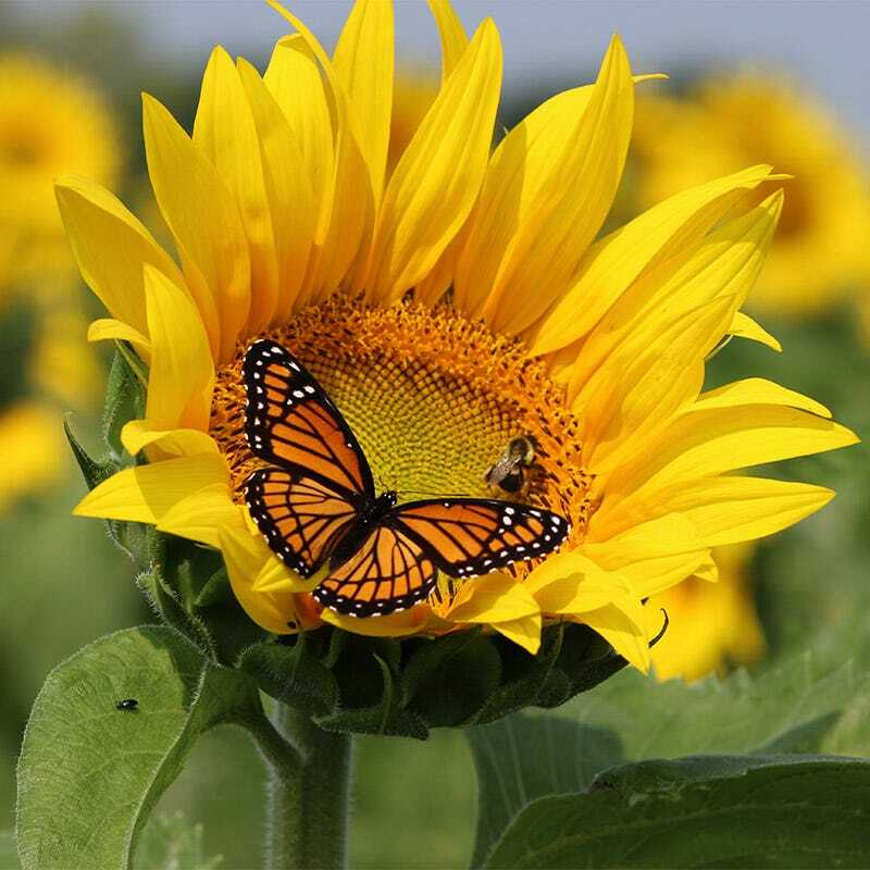 Landscaper’s Pack BUTTERFLY & HUMMINGBIRD Mix Pollinator Garden 5000+ Seeds!