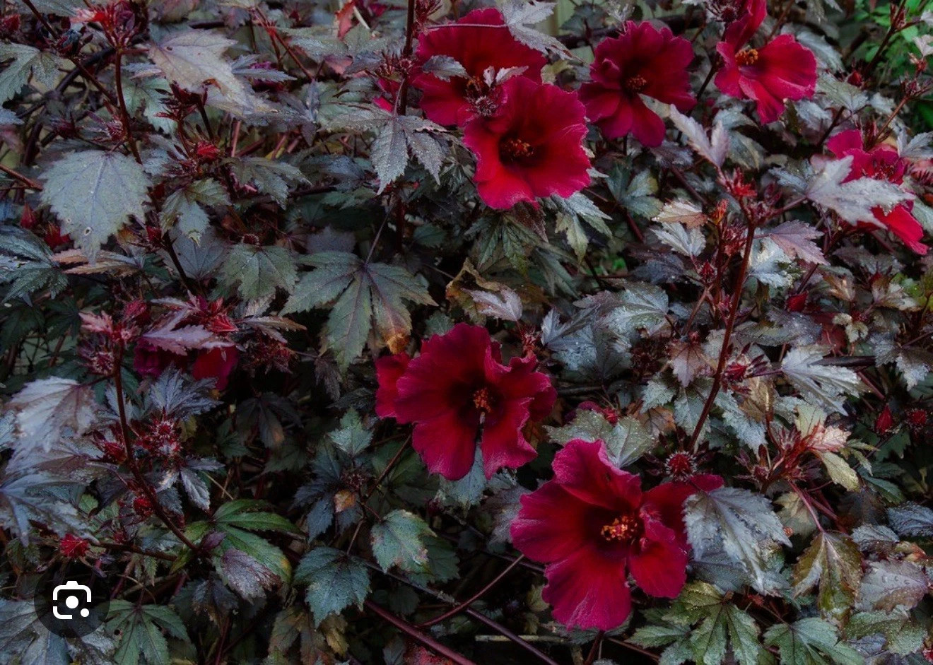 Mahogany Splendor Red Leaf Hardy Hibiscus-SMALL ROOTED STARTER Plant