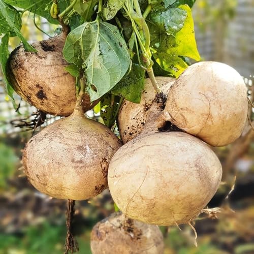 120+ Jicama Seed for Planting Drought Resistant Mexican Turnips in Your Home