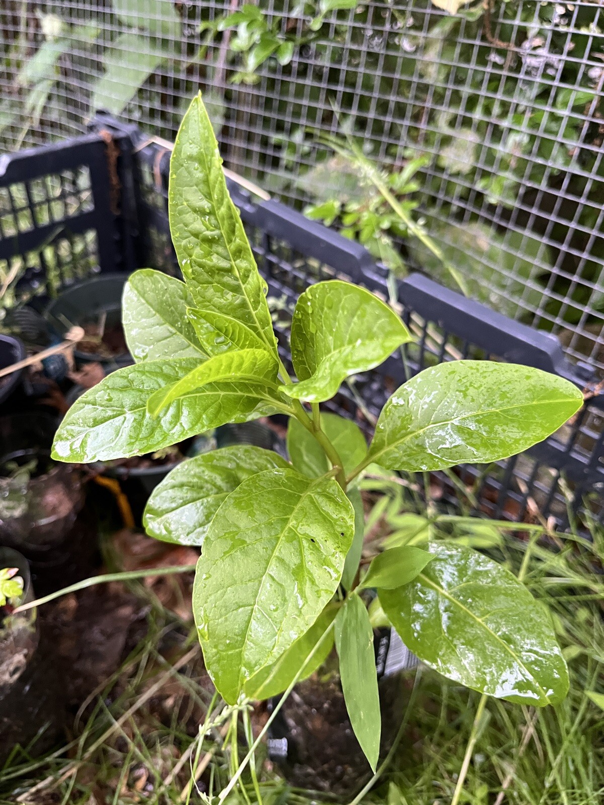 1 starter plant/root of Pokeberry or Pokeweed (Phytolacca americana)