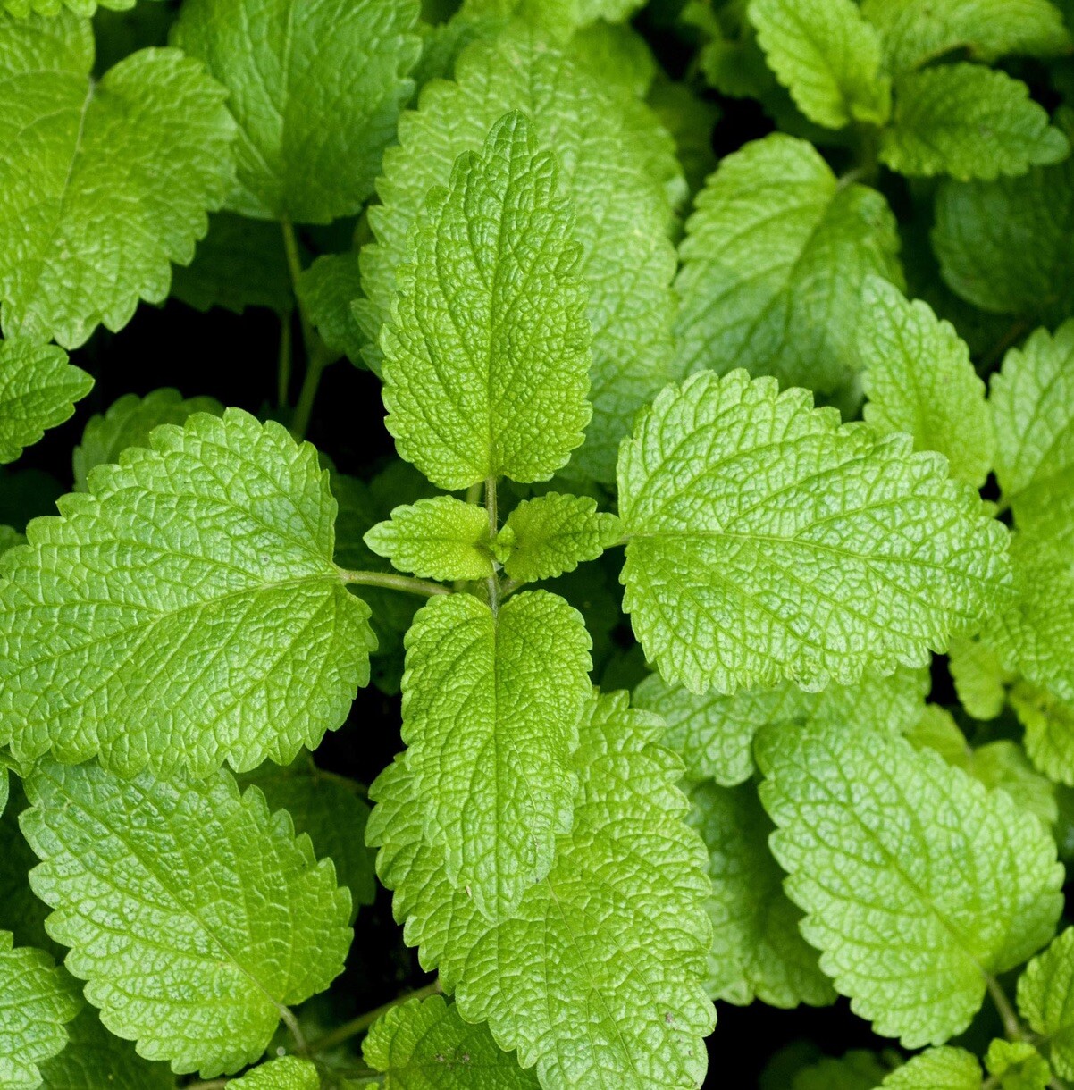 500++ LEMON BALM SEEDS (Melissa officinalis) – NON GMO , Heirloom Seeds | USA