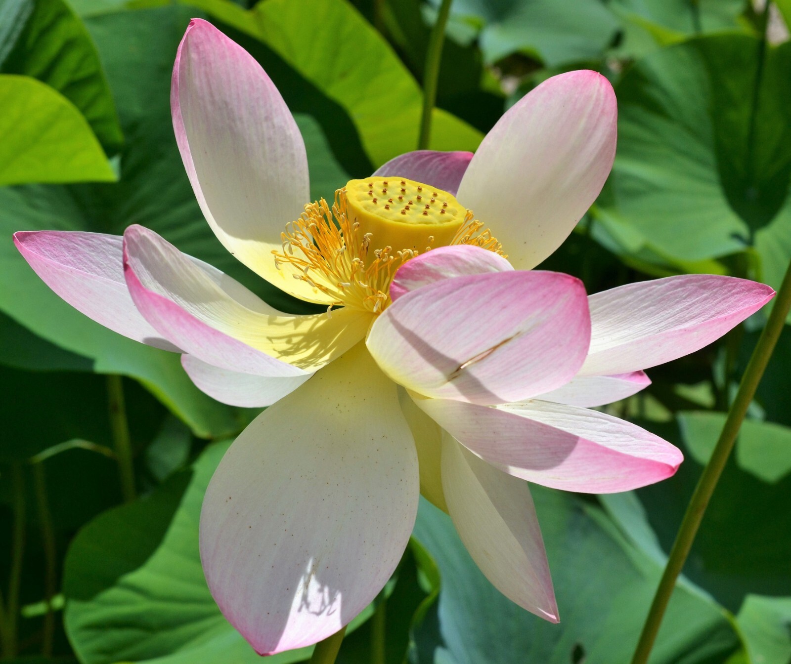 Heirloom Seeds -Wild Indian Lotus -5 Seeds -See Listing – Nelumbo