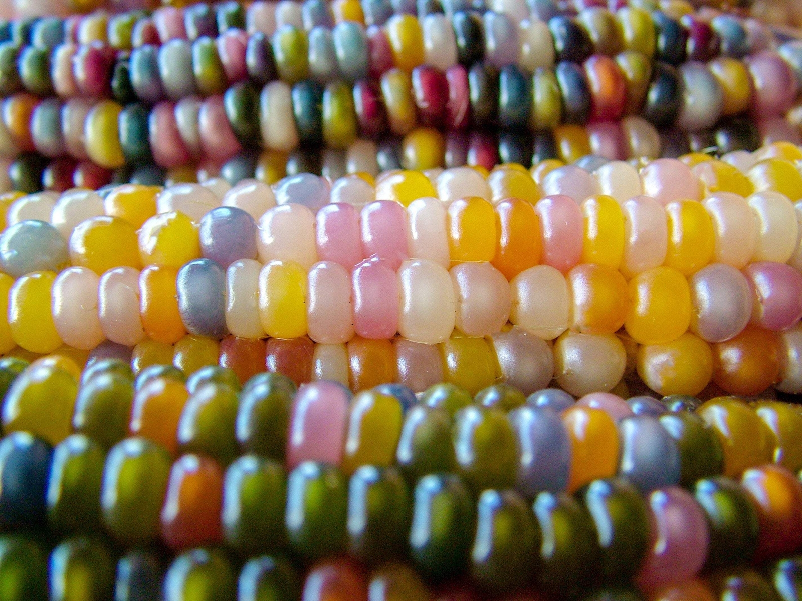30 GLASS GEM CORN Mixed Colors Ornamental Edible Zea Mays Heirloom Veggie Seeds