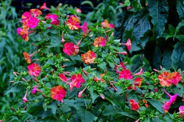 25 BROKEN COLORS FOUR O’CLOCK SEEDS | SALE FREE SHIPPING NON GMO HEIRLOOM