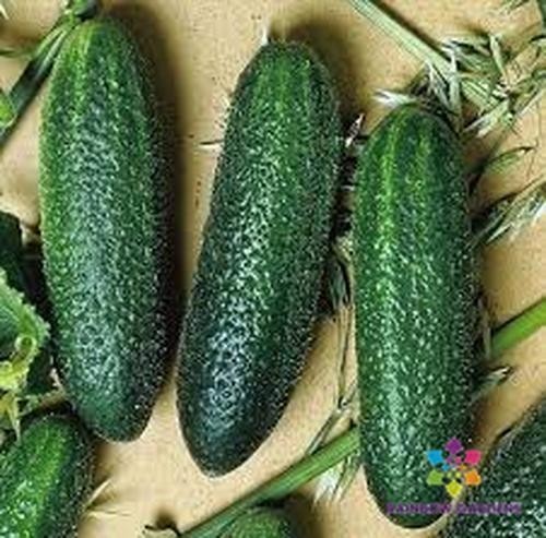 25+ Cool Breeze India Cucumber Seeds for Garden Planting – USA – FREE SHIPPING!