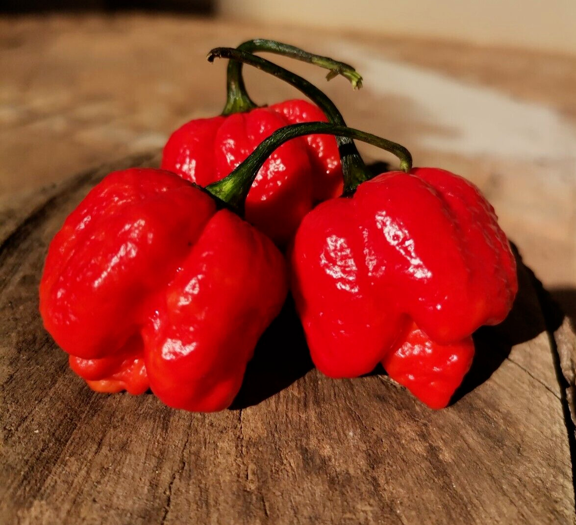 20 Super-Hot Moruga Red Scorpion Premium | NON-GMO | Pepper Seeds-B 55