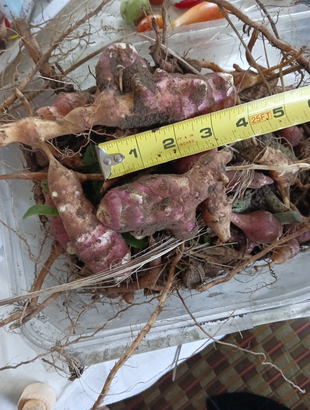 1 LB Tubers Premium Organic PINK Jerusalem Artichoke (Sunchoke), Plant Or Eat!