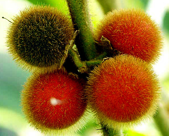 Naranjilla Orange Tree Seeds Solanum quitoense “Lulo Quito” Garden Fruit Plant