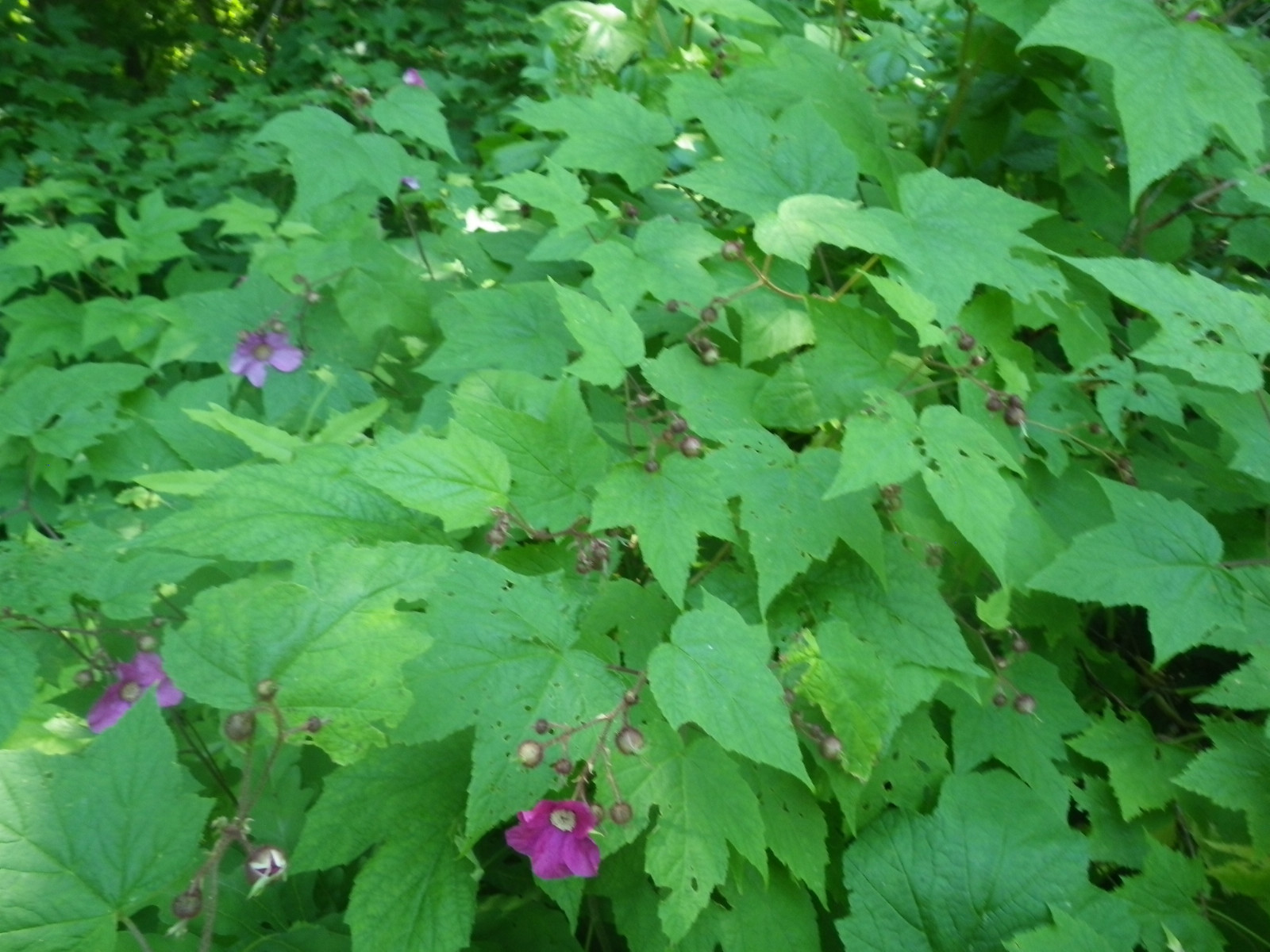 Purple-Flowering Raspberry, Rubus odoratus, Shrub Seeds