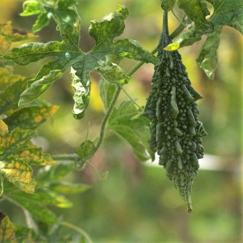 Black Pearl Bitter Melon | Indian Bitter Gourd Dark Karela Goya Squash Seed 2024