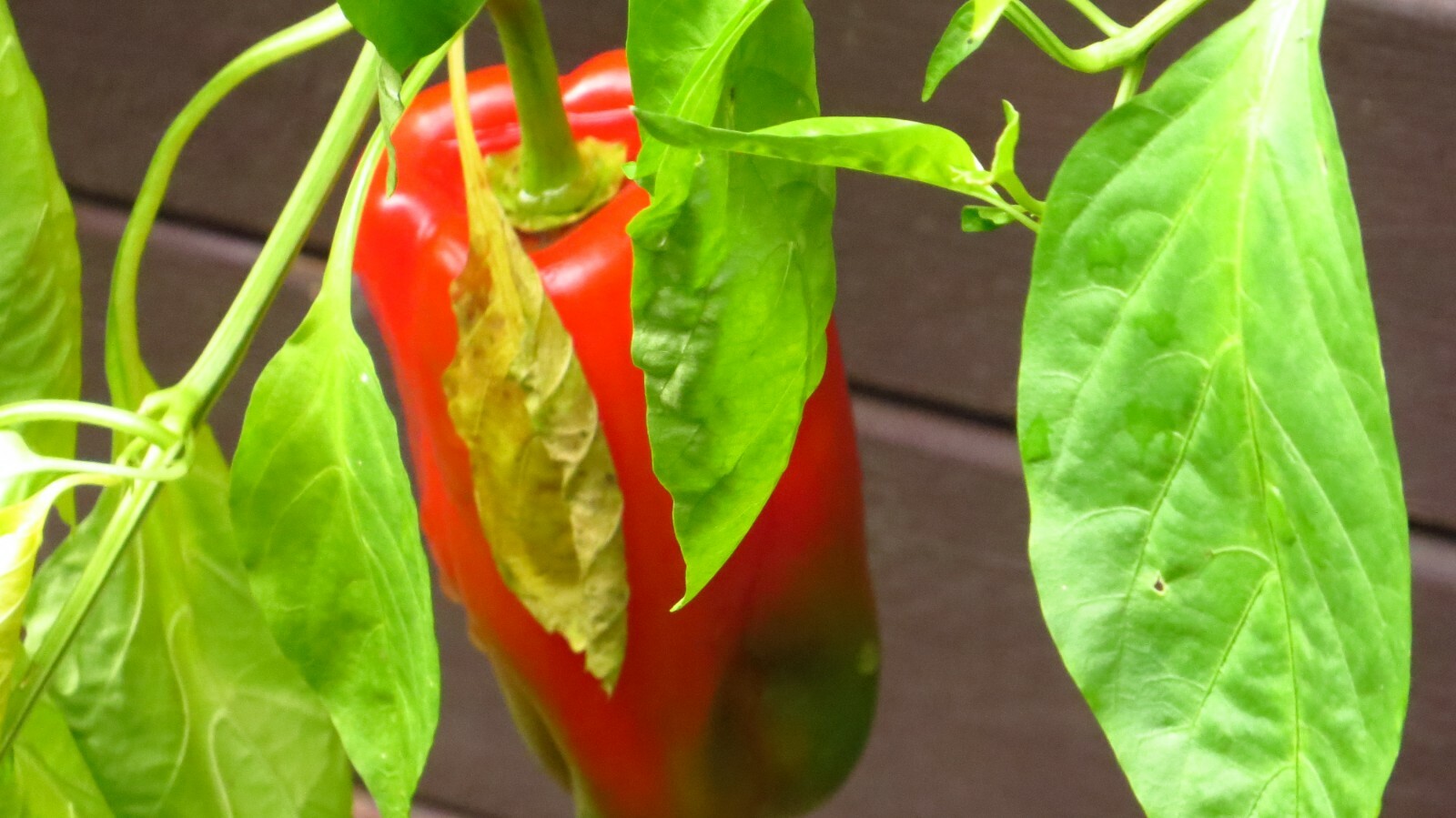 50+ Red, Orange,Yellow & Green Bell Pepper Seeds.US grown seeds.