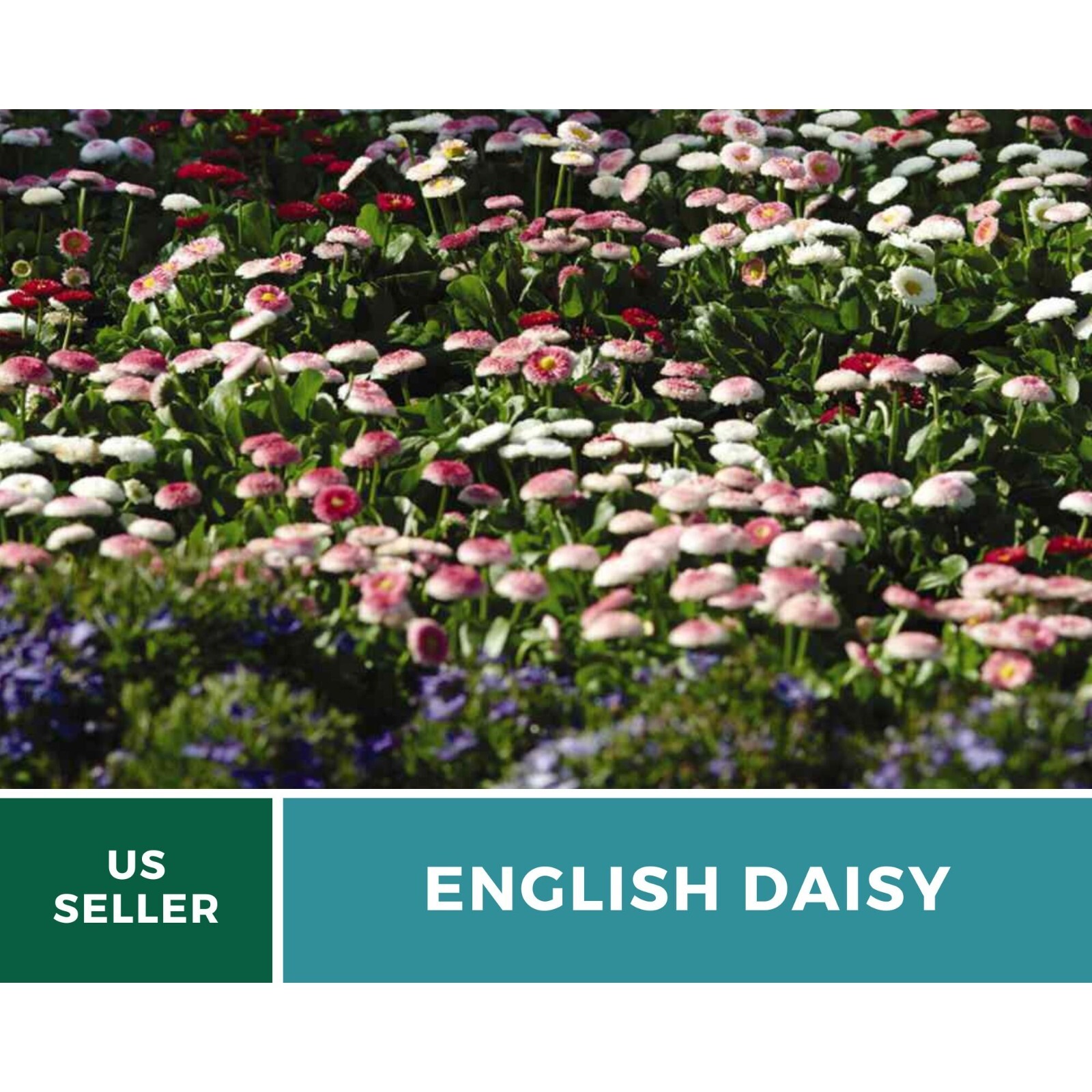 Daisy, English (Super Enorma Mix) seeds – Heirloom Flower (Bellis perennis) – La
