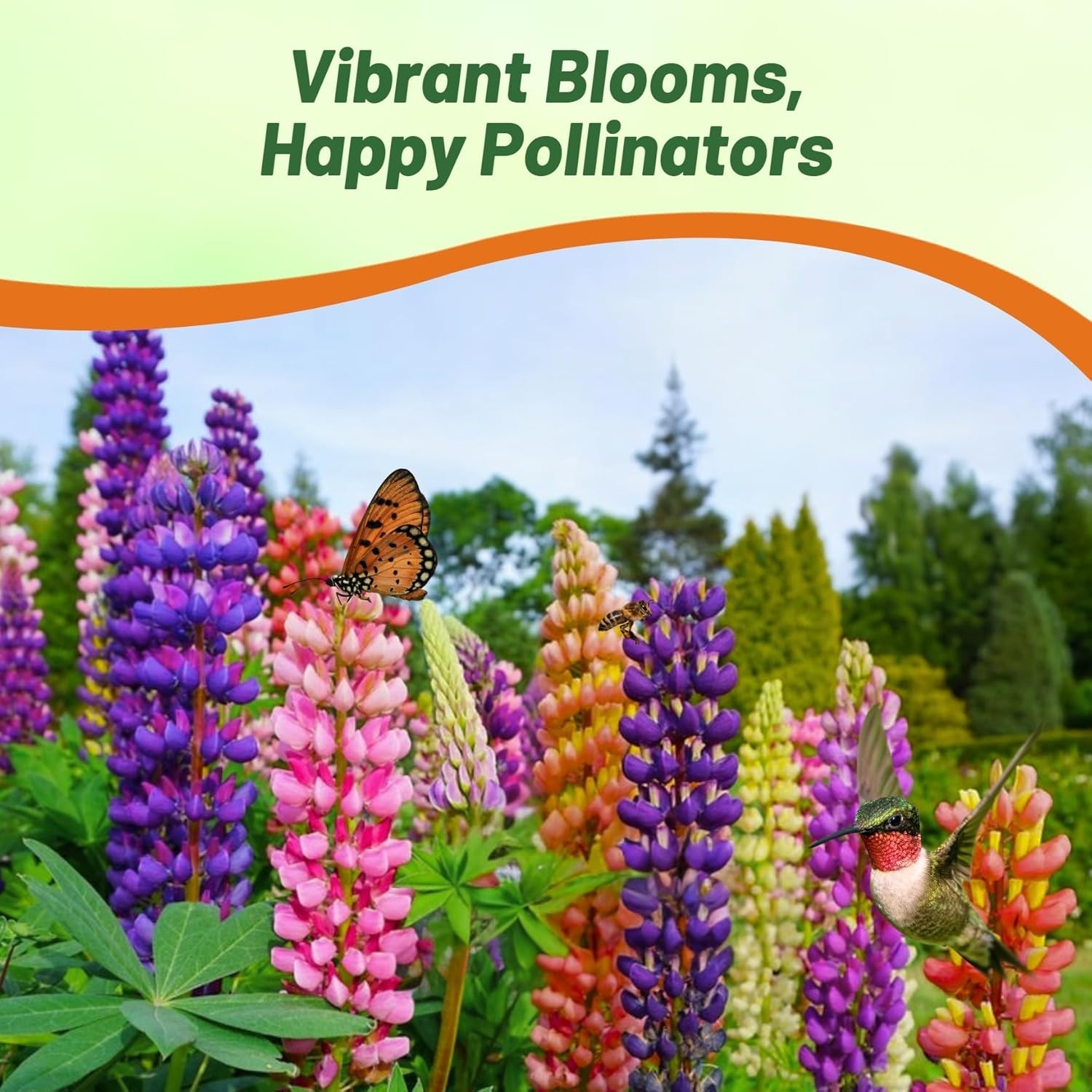 Cold Hardy Russell Lupine Seeds – Fall Planting Perennials