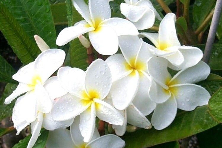 2 HAWAIIAN TROPICAL WHITE PLUMERIA PLANT CUTTING 10″ LONG Easy To Root Fragrant
