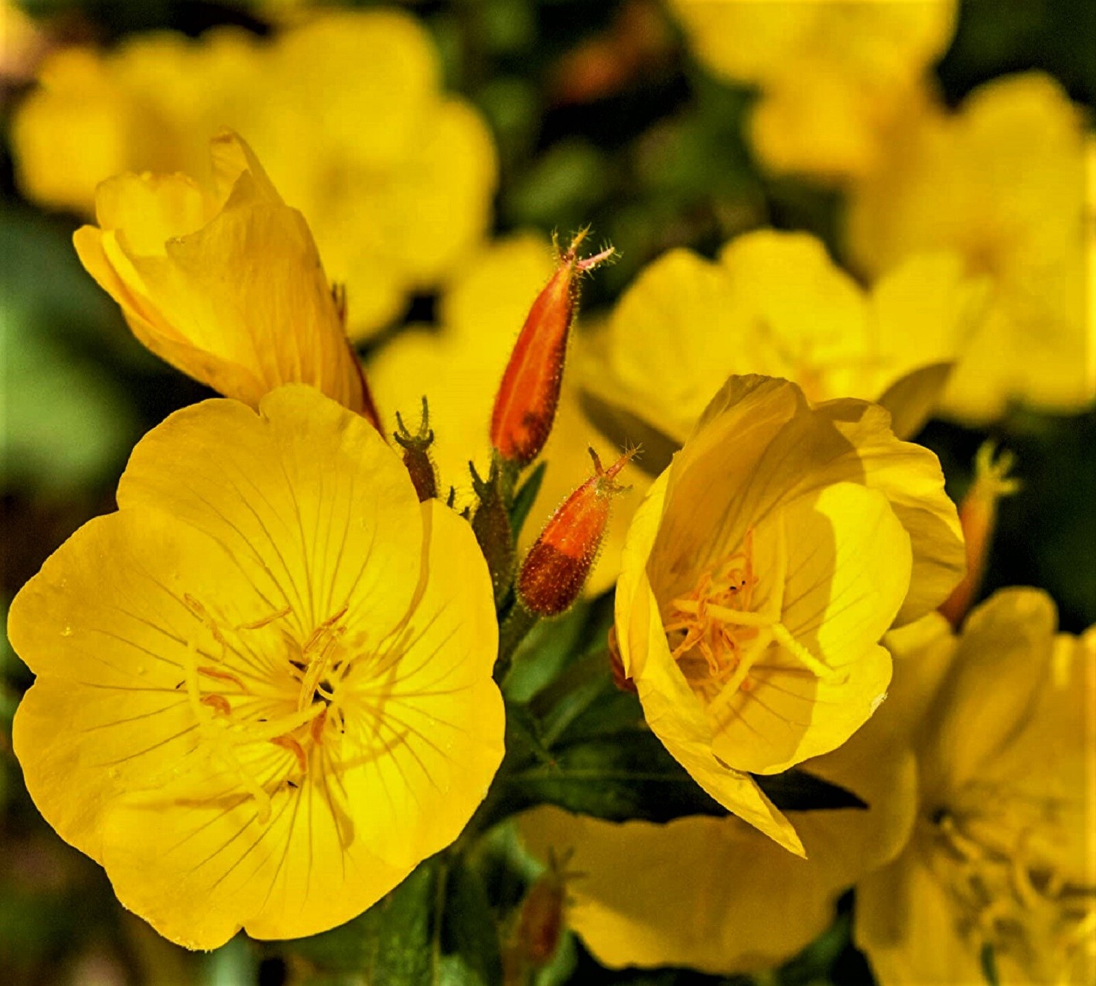 Evening Primrose Seeds 500+ Seeds NON-GMO BUY 4 GET FREE SHIPPING