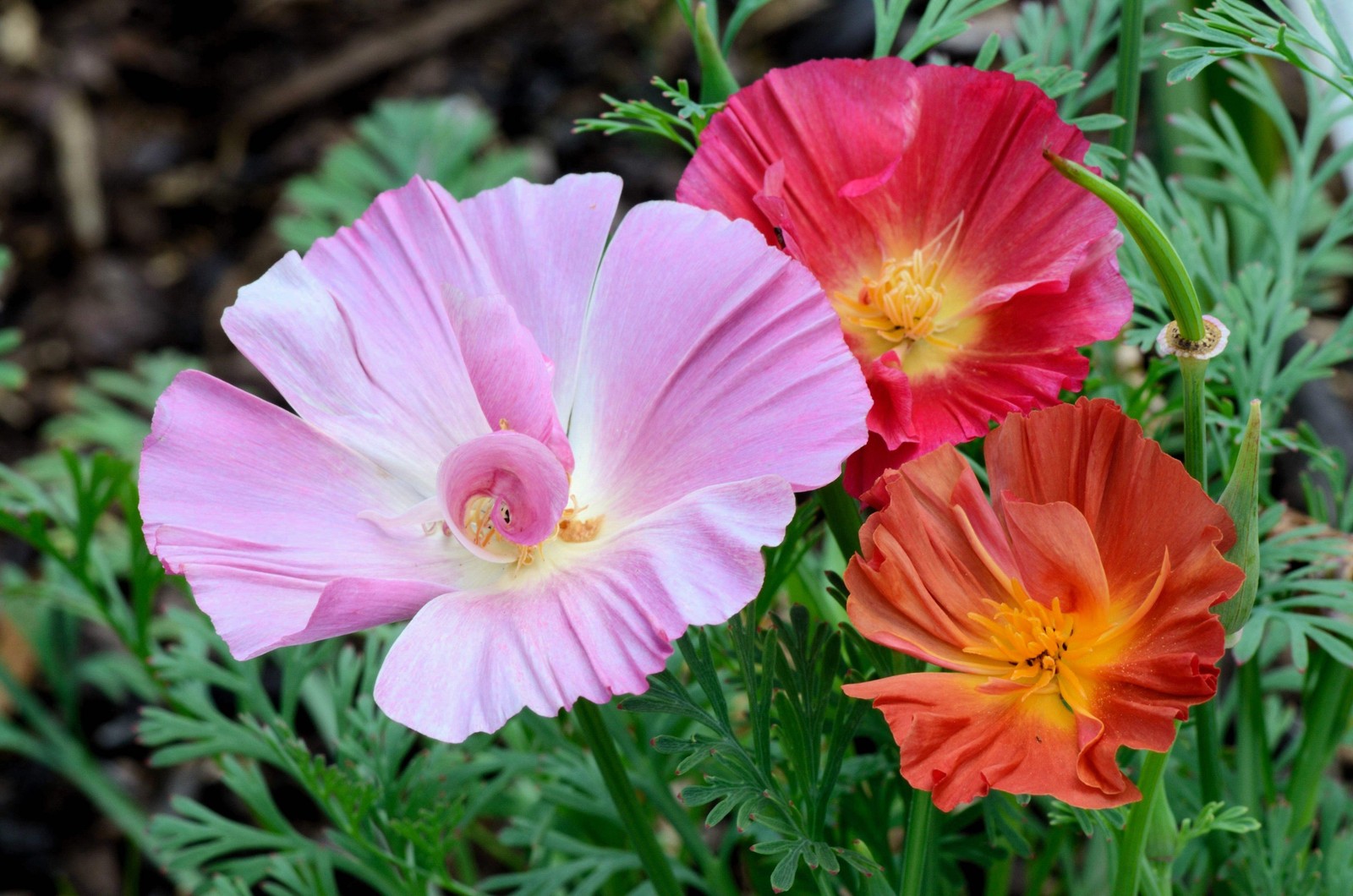 1000 MIXED Colors CALIFORNIA POPPY Eschscholzia Californica Flower Seeds