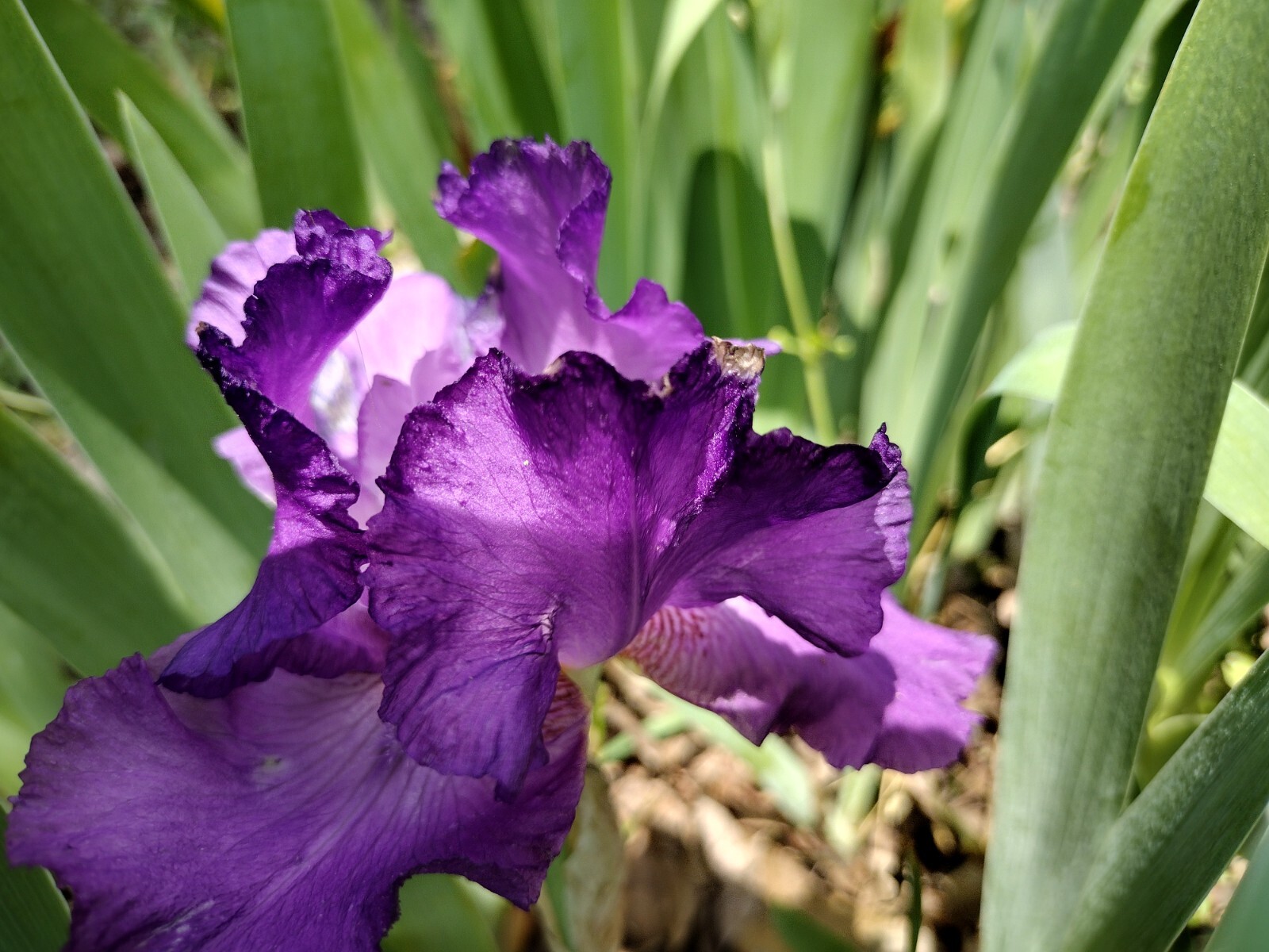 “100 Mixed Variety Bearded Iris– GREAT VALUE• Fresh•Hardy•EASY to Grow