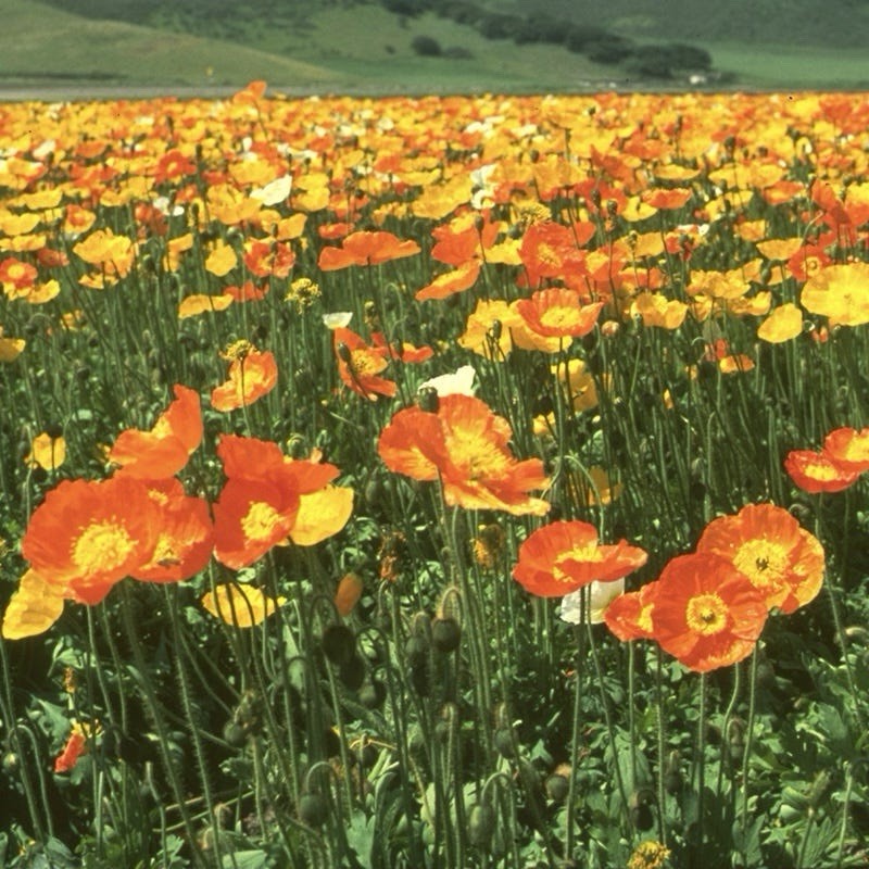 500+ ICELAND POPPY SEEDS | perennial FLOWER orange YELLOW white – Heirloom