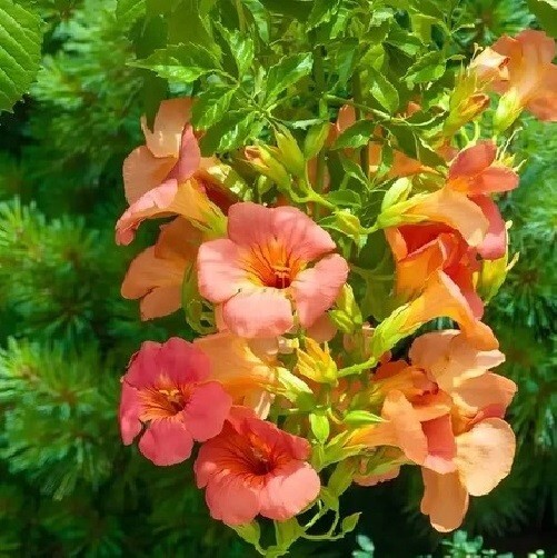 Trumpet Vine Seeds …ACR