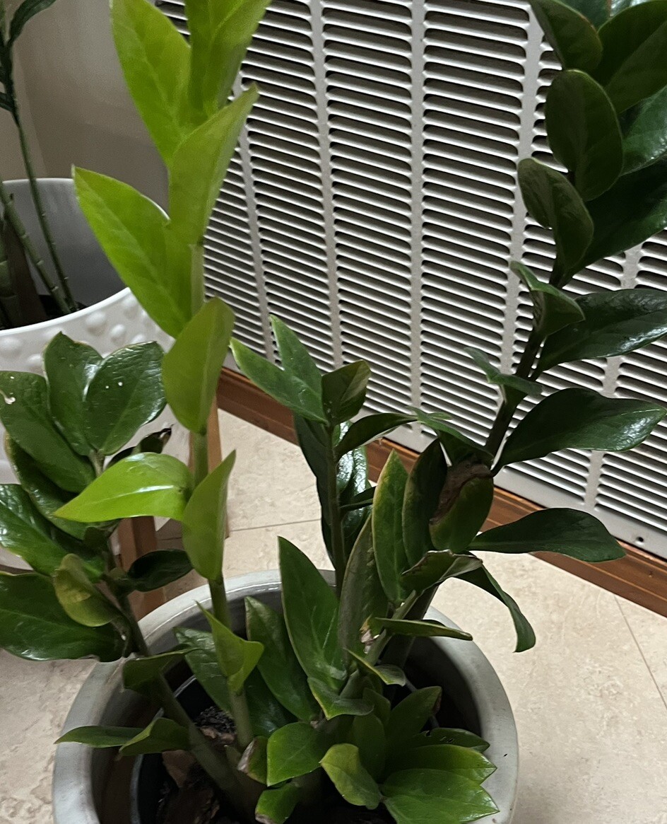 Zamioculcas Zamiifolia 2 Plants in 6″Pots Indoor Zz Plant. Home or Office Décor