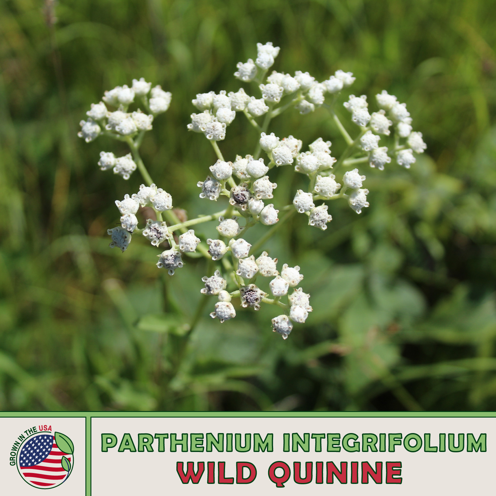 50 Wild Quinine Seeds, Parthenium integrifolium, Wildflower & Medicinal Herb