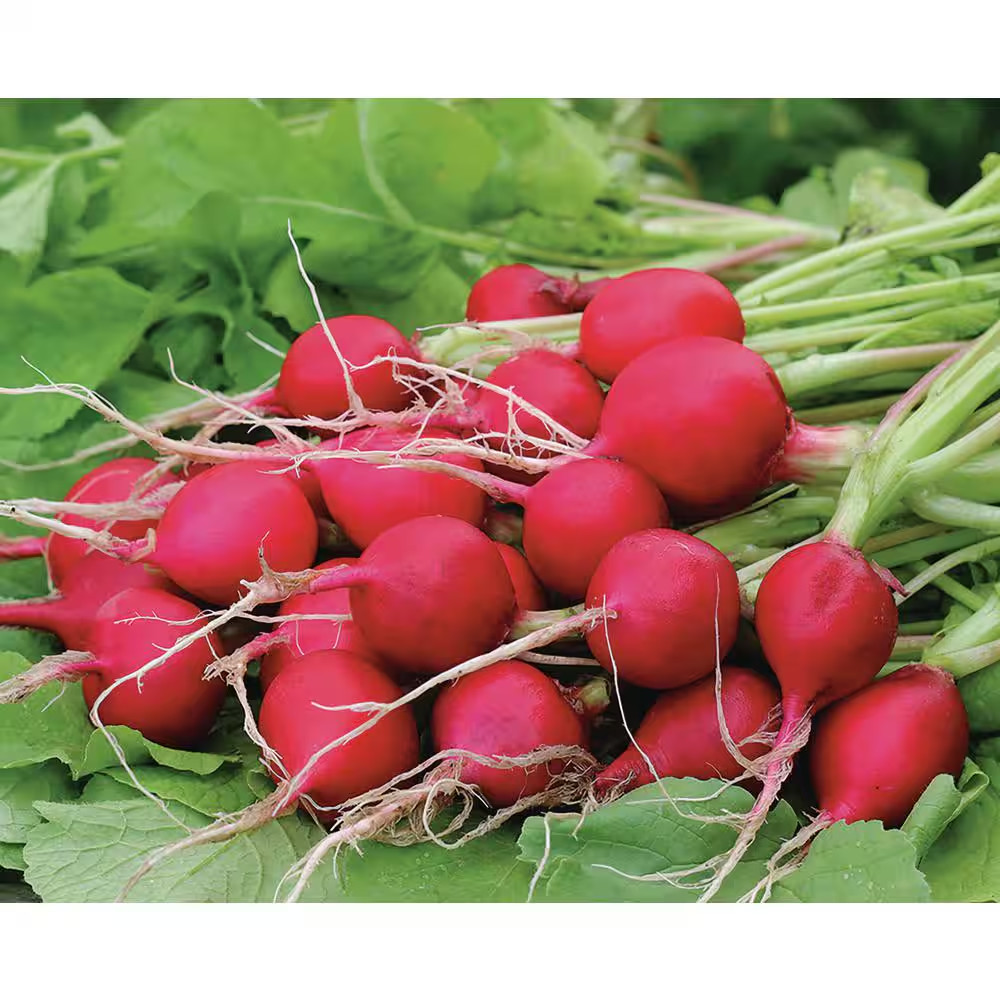 Organic Winter Veggies Seeds (7-Pack)