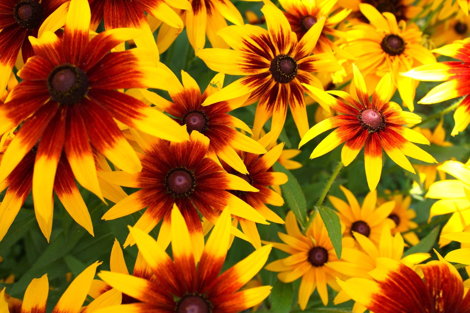 4000 GLORIOSA DAISY INDIAN SUMMER Rudbeckia Hirta Flower Seeds *Flat S/H