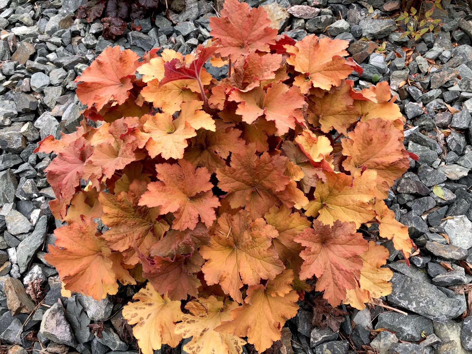 1200 MIXED COLORS CORAL BELLS HEUCHERA Shade Flower Seeds *Flat S/H