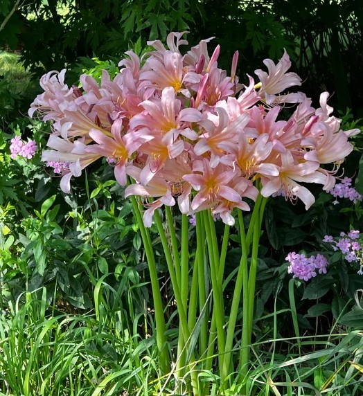 3 Lycoris Squamigera Bulbs (Surprise Lily / Naked Lady) FREE SHIPPING