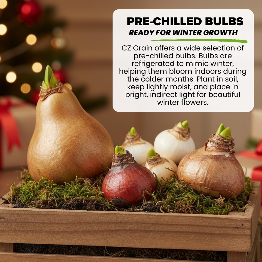 Pre-Chilled Crocus Bulbs for Forcing Indoors – Holiday Gift of Winter Cheer –…