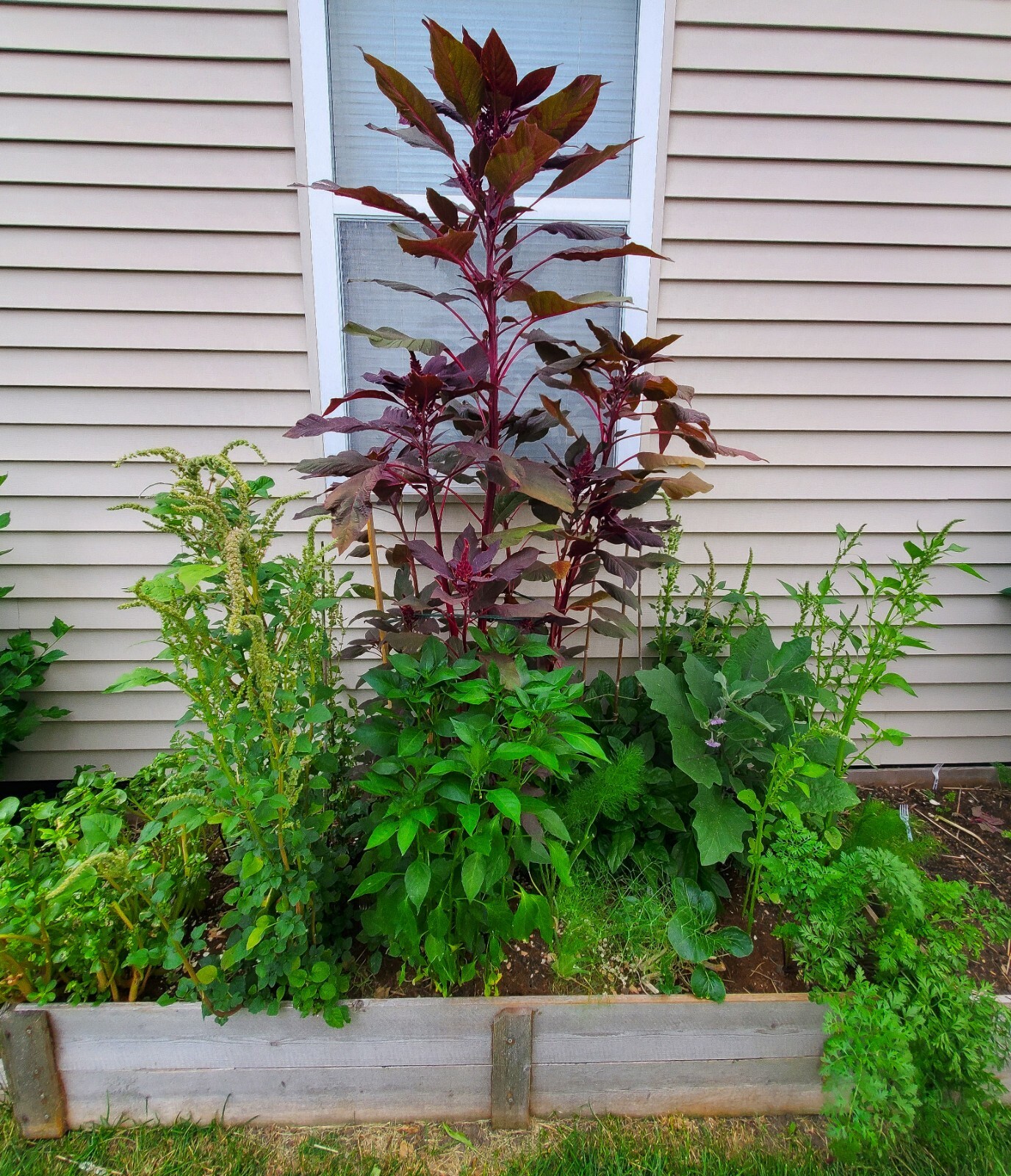 Deep Red Amaranth HEIRLOOM 500+ seeds Premium Strain 100% Organic Grown in USA