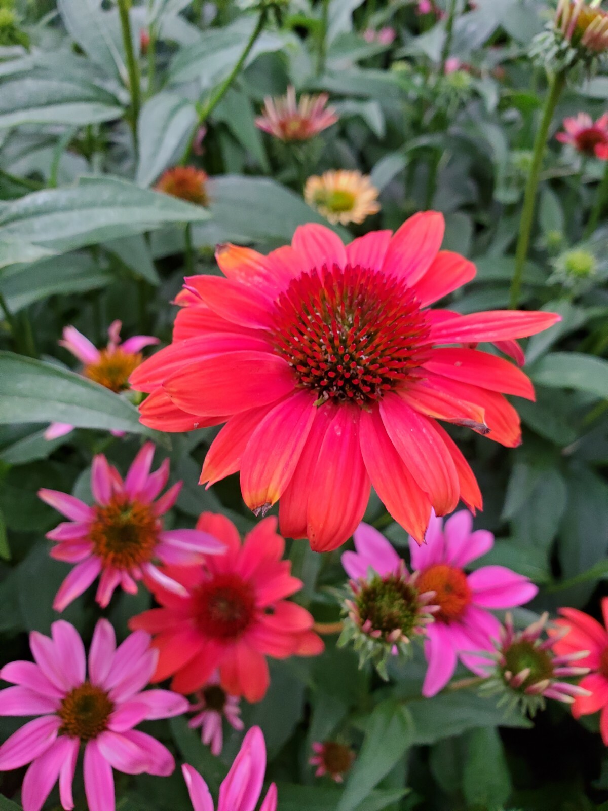 Dark Deep Red Cheyenne Spirit Coneflower 30+ Seeds Echinacea Farm Fresh