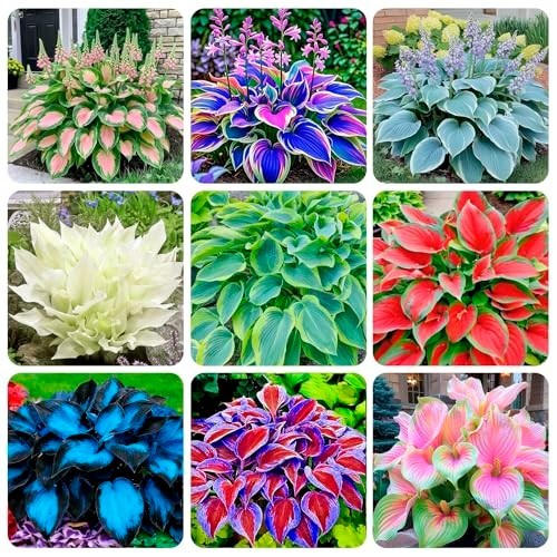310+ Mixed Color Hosta Seeds for Planting – Hostas Seeds Rare Perennial, Flower