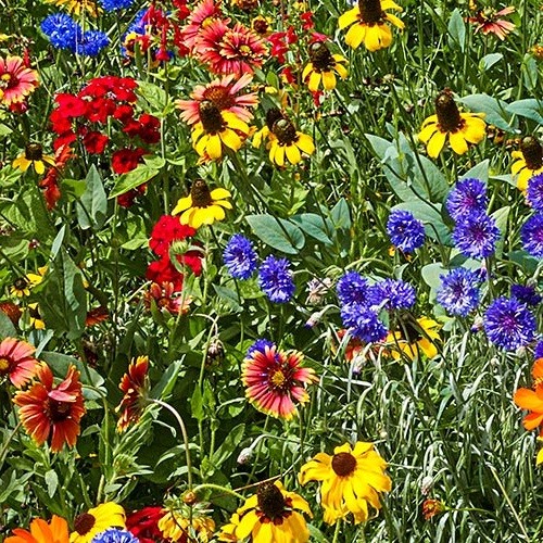 Southeast Wildflower Seed Mix, 25 Stunning Annuals and Perennials, FREE SHIPPING
