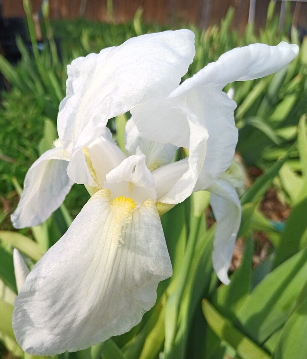 (10) WHITE TALL BEARDED IRIS RHIZOME LIVE ROOT GARDEN PLANTS LOVE SPRING FLOWERS