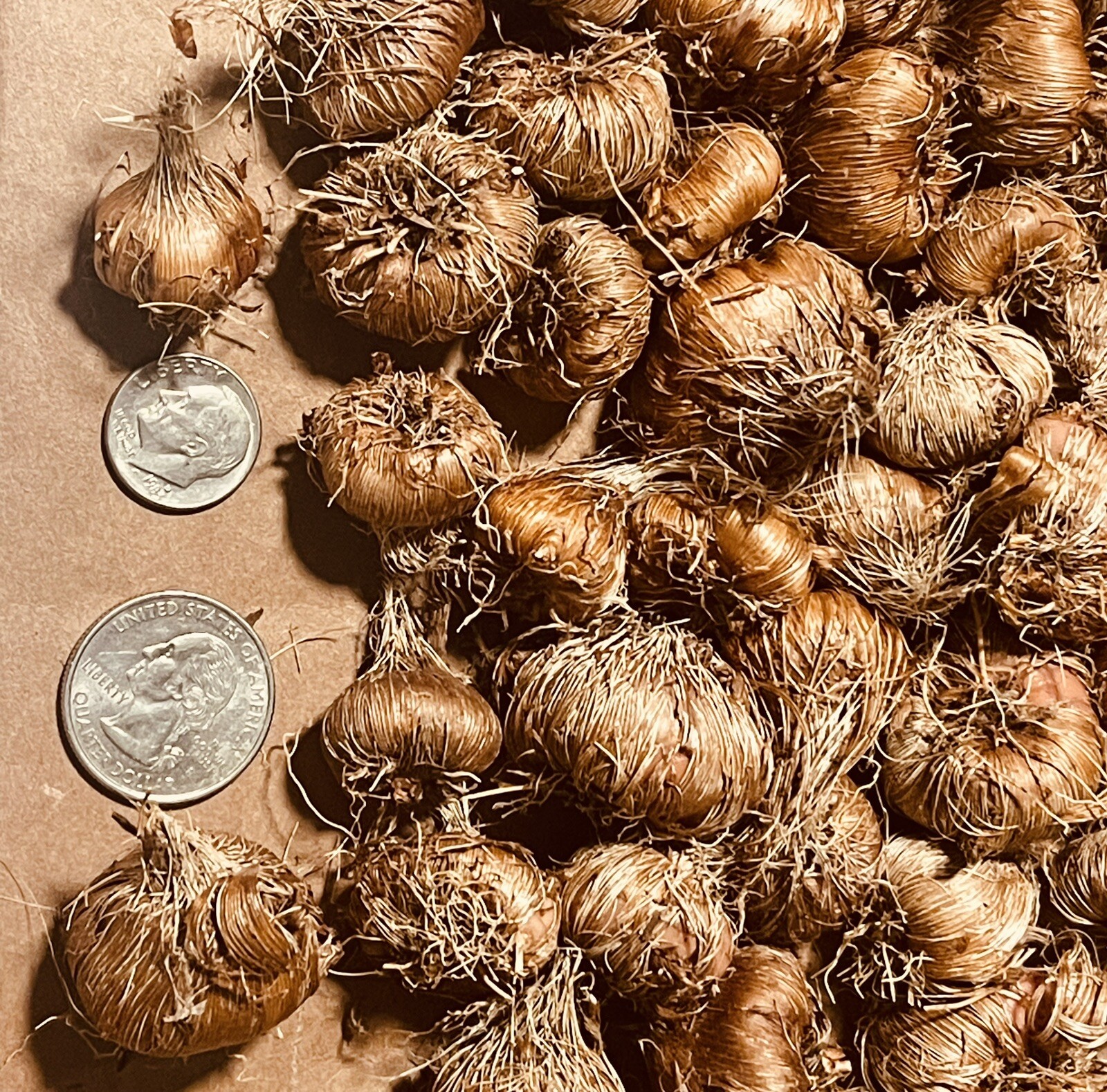 Bulk Lot Crocosmia Bulbs, Quantity: 150 Ready to Plant Bulbs!