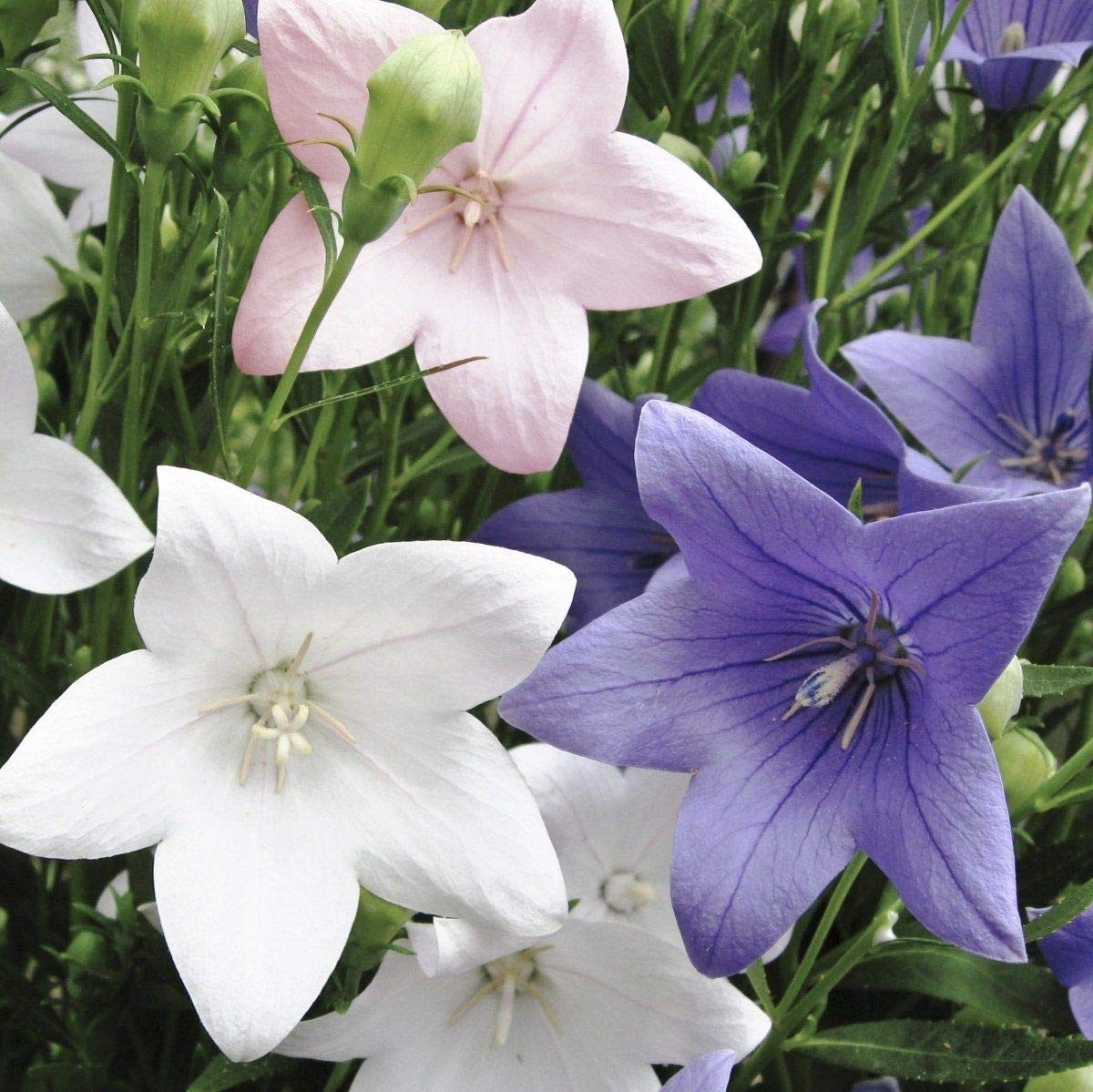 Seeds Balloon Flower Mix (Platycodon Chinese) Perennial Flowers